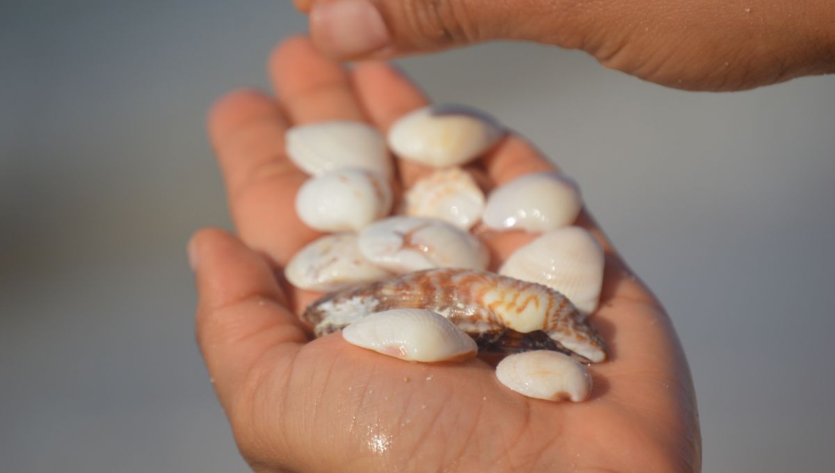 Recicla los caracoles que juntaste en las vacaciones y crea este hermoso adorno para tu casa