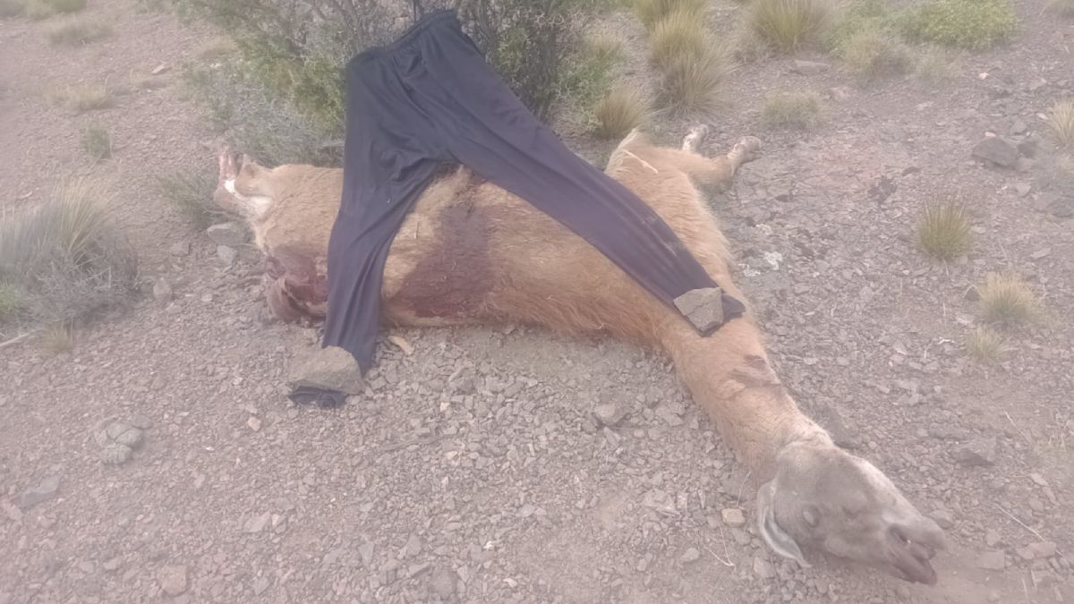 Uno de los guanacos que mataron los cazadores furtivos. Uno de los guanacos que mataron los cazadores furtivos.