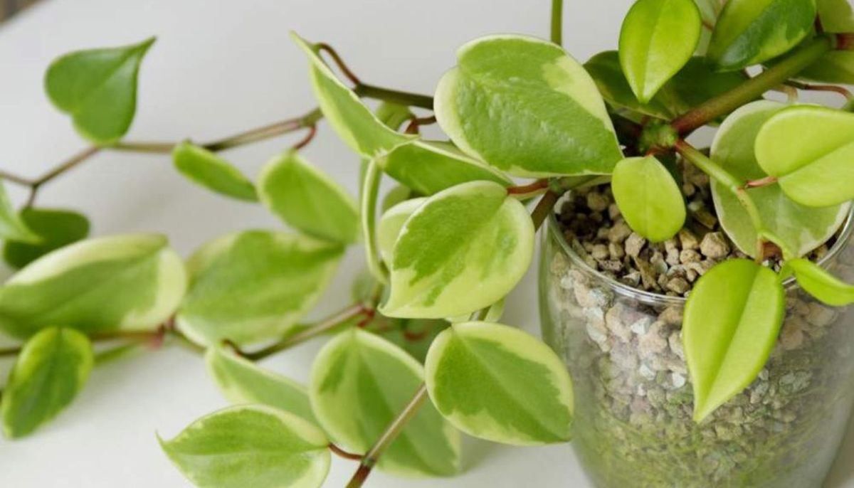 La planta trepadora de interior que se mantiene verde todo el año y es fácil de mantener