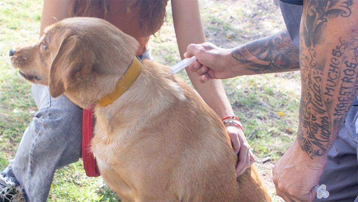 La Municipalidad de Maipú presentó el programa de vacunación antirrábica y desparasitaciones de mascotas.