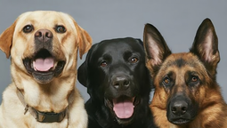 Test de personalidad: elige uno de estos tres perros y descubre si eres una persona muy emocional