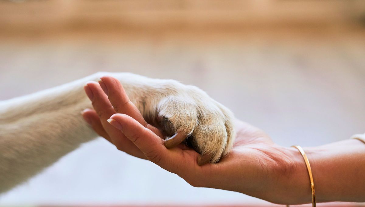 9 de cada 10 argentinos conmascota valora la compañía ybienestar que le aporta sumascota. Foto Canva
