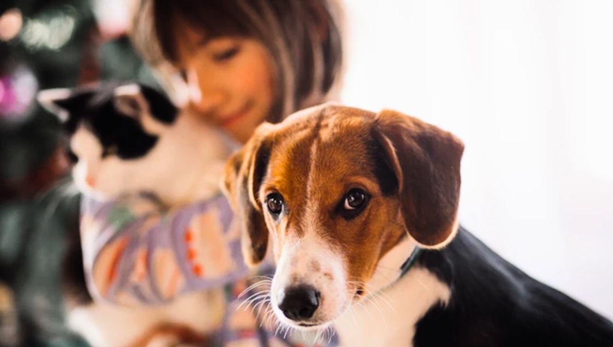Un estudio logró demostrar que los perros sienten celos incluso sin mirar la situación