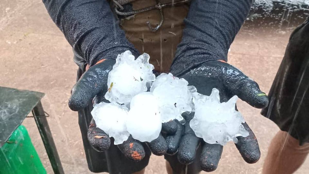 El tamaño de la piedra caída en las últimas horas en La Colonia, Junín. Embarró el piso y hubo que cosechar de todos modos para evitar más pérdidas. El tamaño de la piedra caída en las últimas horas en La Colonia, Junín. Embarró el piso y hubo que cosechar de todos modos para evitar más pérdidas.