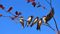 Su canto anuncia la primavera y cuida tu jardín de cualquier mal: cuál es el pájaro
