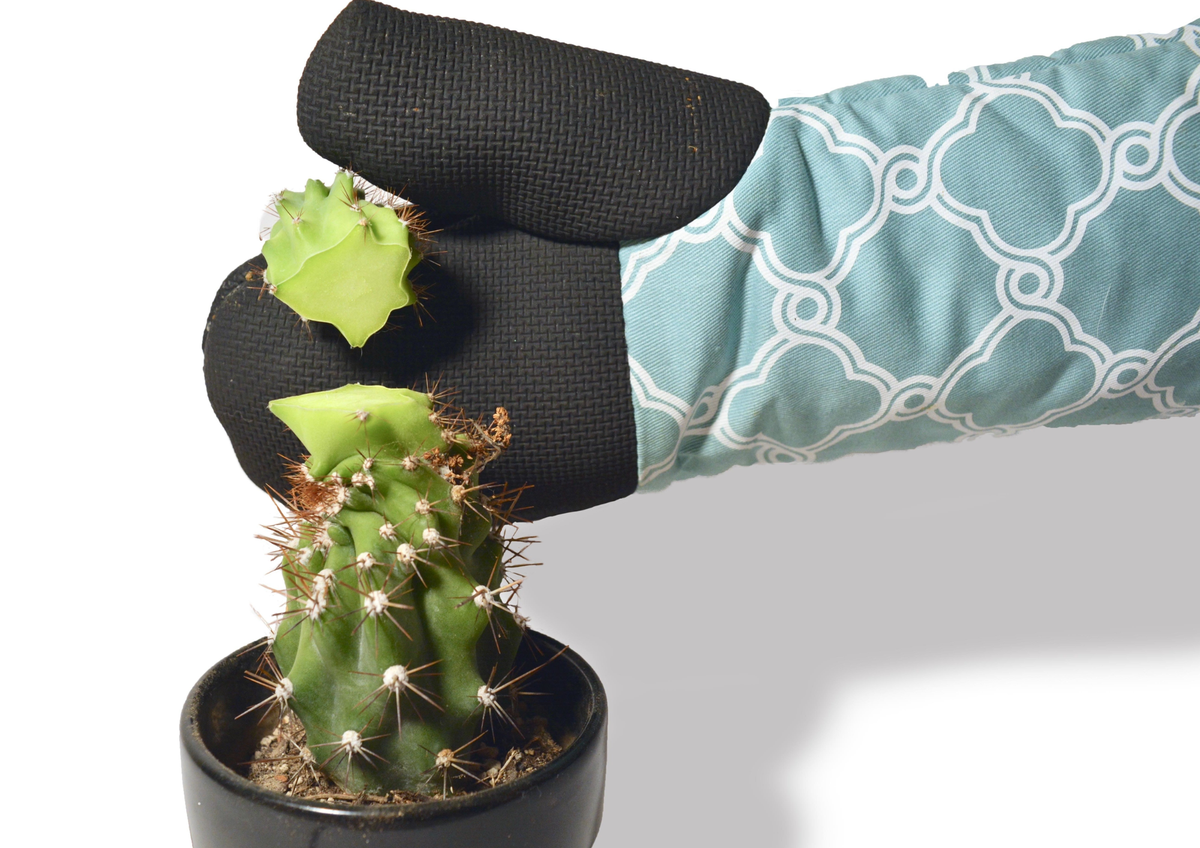 Cactus: una de las plantas más sencillas de cuidar 