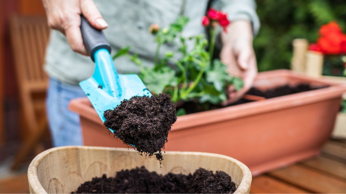Ni café ni cáscaras de huevo: lo que tenés que ponerle al sustrato de tus plantas para que estallen de flores en pocos días