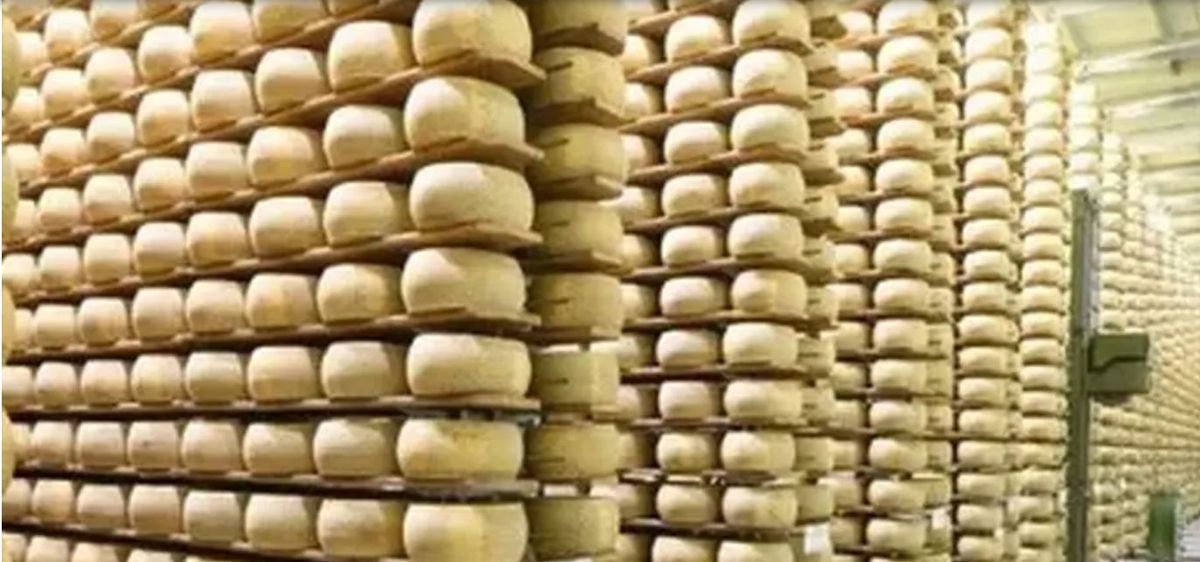 De no creer. Un hombre murió aplastado por quesos gigantes. De no creer. Un hombre murió aplastado por quesos gigantes.