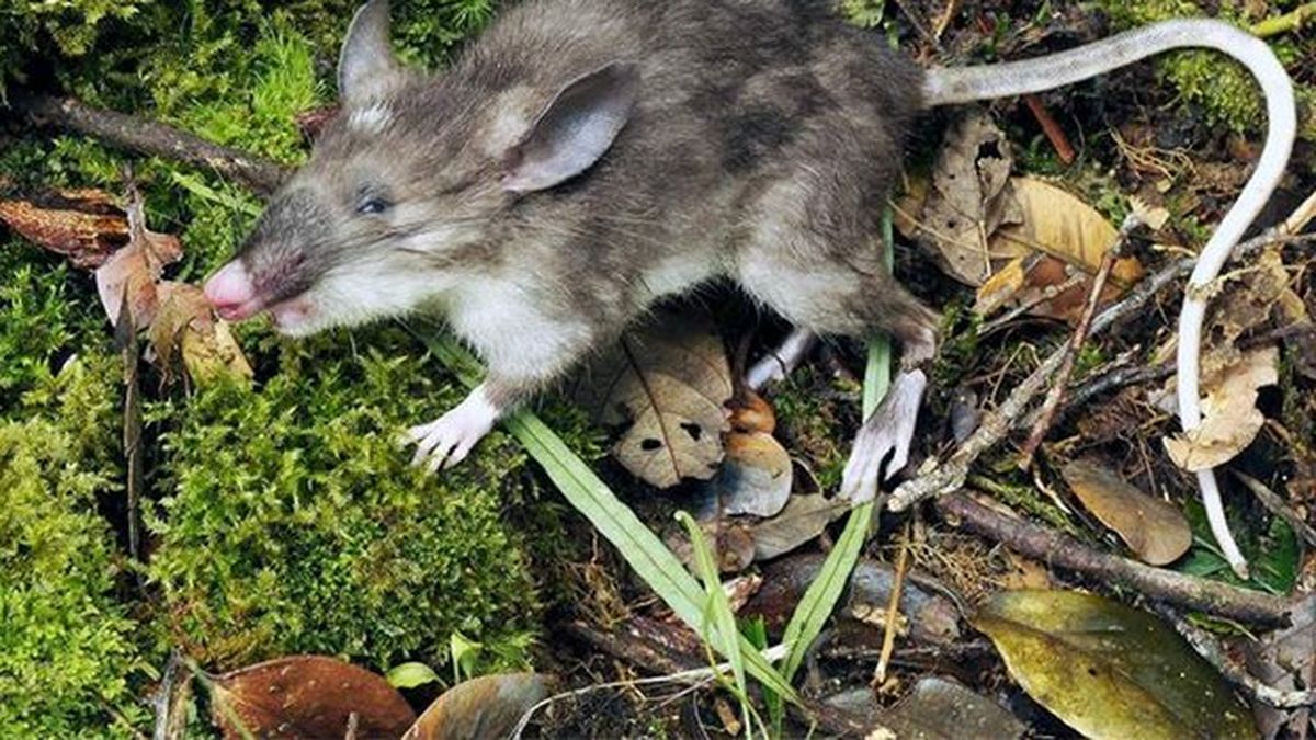 Musaraña, musaraña: descubrieron una nueva rata