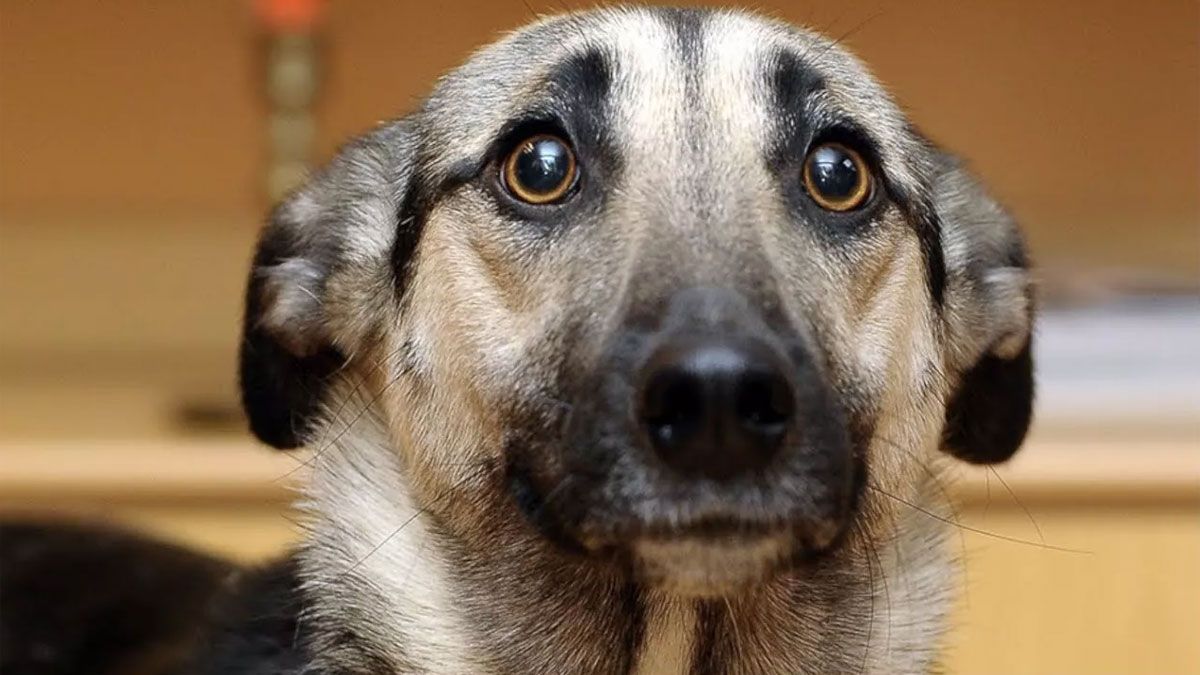 El perro sufre mucho miedo por algunos factores externos