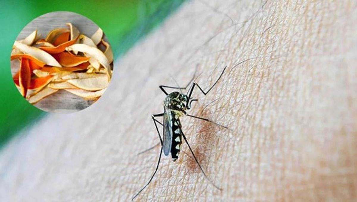Cómo ahuyentar a los mosquitos usando cáscaras de naranja: el repelente casero que sí funciona
