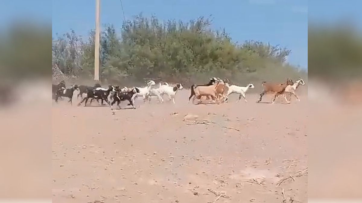 Las cabras corrieron para llegar hasta la orilla de agua que llegó del Río Mendoza hasta el secano lavallino después de 15 años.