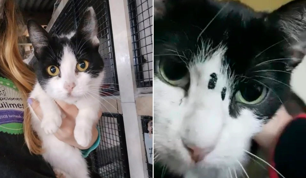 Incendiaron un refugio de animales y murieron 15 gatitos