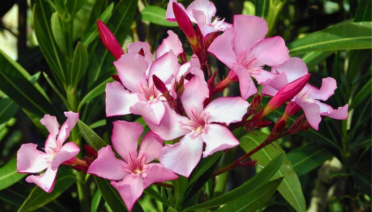 Esta planta puede tener flores rosas, blancas o amarillas. Imagen: Freepik. Esta planta puede tener flores rosas, blancas o amarillas. Imagen: Freepik.