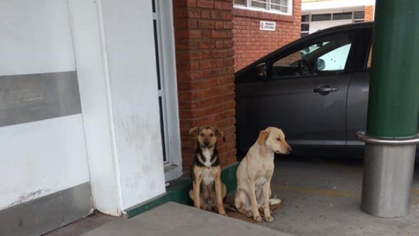 Lo llevaron al hospital y sus perros viajaron kilómetros para esperarlo en la puerta