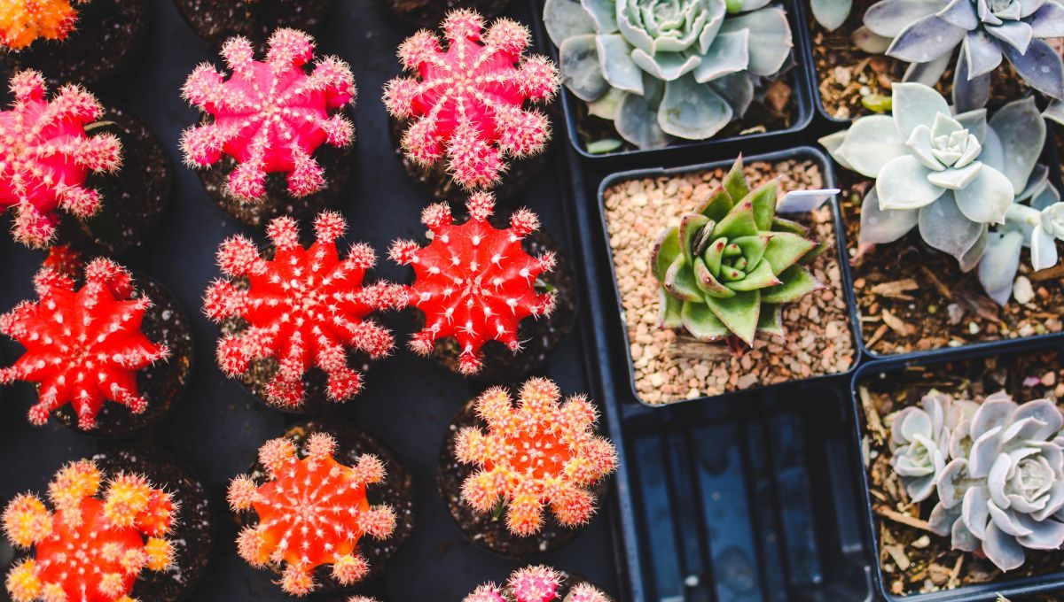 Las plantas y suculentas con espinas suelen atraer malas energías. Las plantas y suculentas con espinas suelen atraer malas energías.