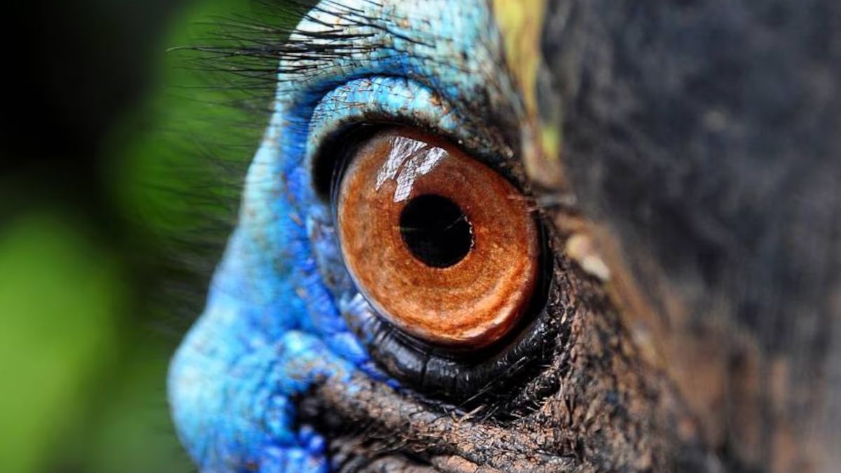 El animal que mide 2 metros, tiene la cabeza azul y es descendiente directo de los dinosaurios
