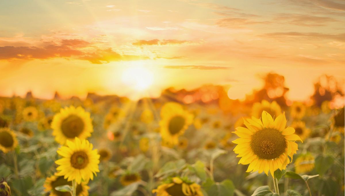 Un símbolo simple, natural y cargado de significado para comenzar la semana con el pie derecho. Un símbolo simple, natural y cargado de significado para comenzar la semana con el pie derecho.