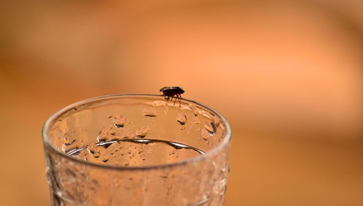 Es normal que las moscas se posen en los vasos o en las comidas. Es normal que las moscas se posen en los vasos o en las comidas.