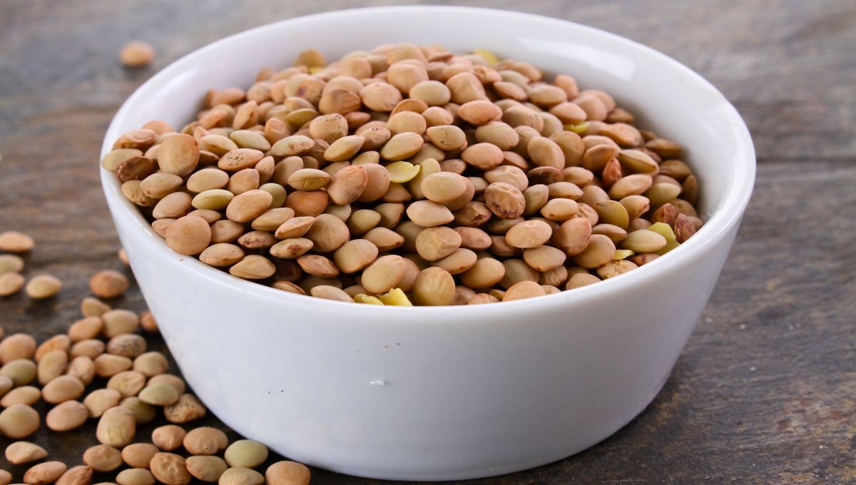 Las lentejas se pueden comer en guisos, ensaladas frías y rellenos. Las lentejas se pueden comer en guisos, ensaladas frías y rellenos.