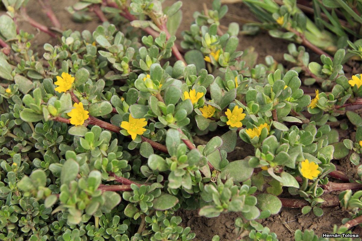 La verdolaga, una de las plantas recomendadas por el Feng Shui para tener abundancia económica La verdolaga, una de las plantas recomendadas por el Feng Shui para tener abundancia económica