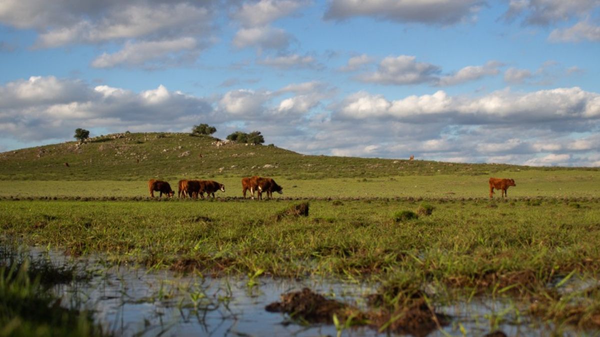 El norte de Uruguay teme por los potenciales alcances del proyecto. (Foto: Ramiro Barreiro)