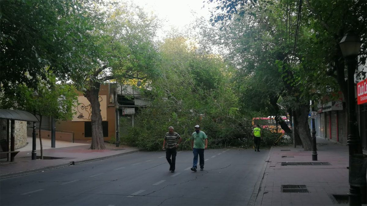 Tres gandes ramas cortaron por completo calle Patricias Mendocinas