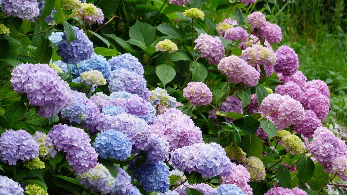 Hortensia. Hortensia.