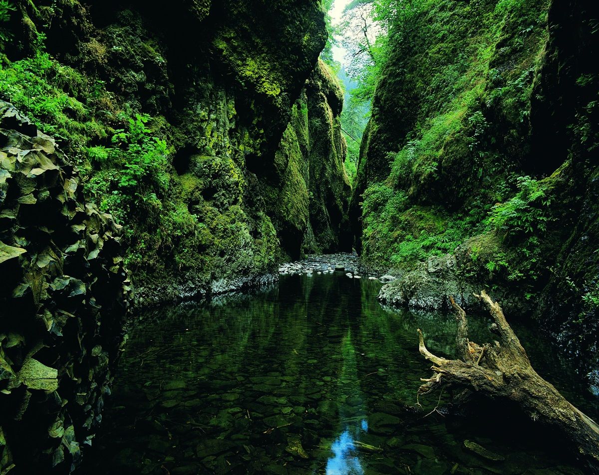 La garganta de Oneonta es un paraíso botánico. La garganta de Oneonta es un paraíso botánico.