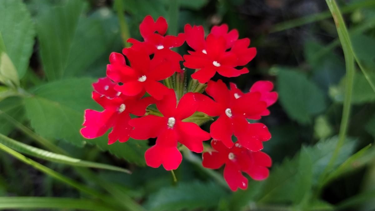 La planta nativa que llenará de color tu jardín en un santiamén