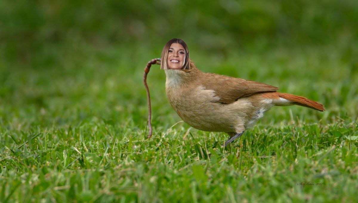 El hornero es un pájaro emblemático y una de las especies más representativas de nuestro país. El hornero es un pájaro emblemático y una de las especies más representativas de nuestro país.