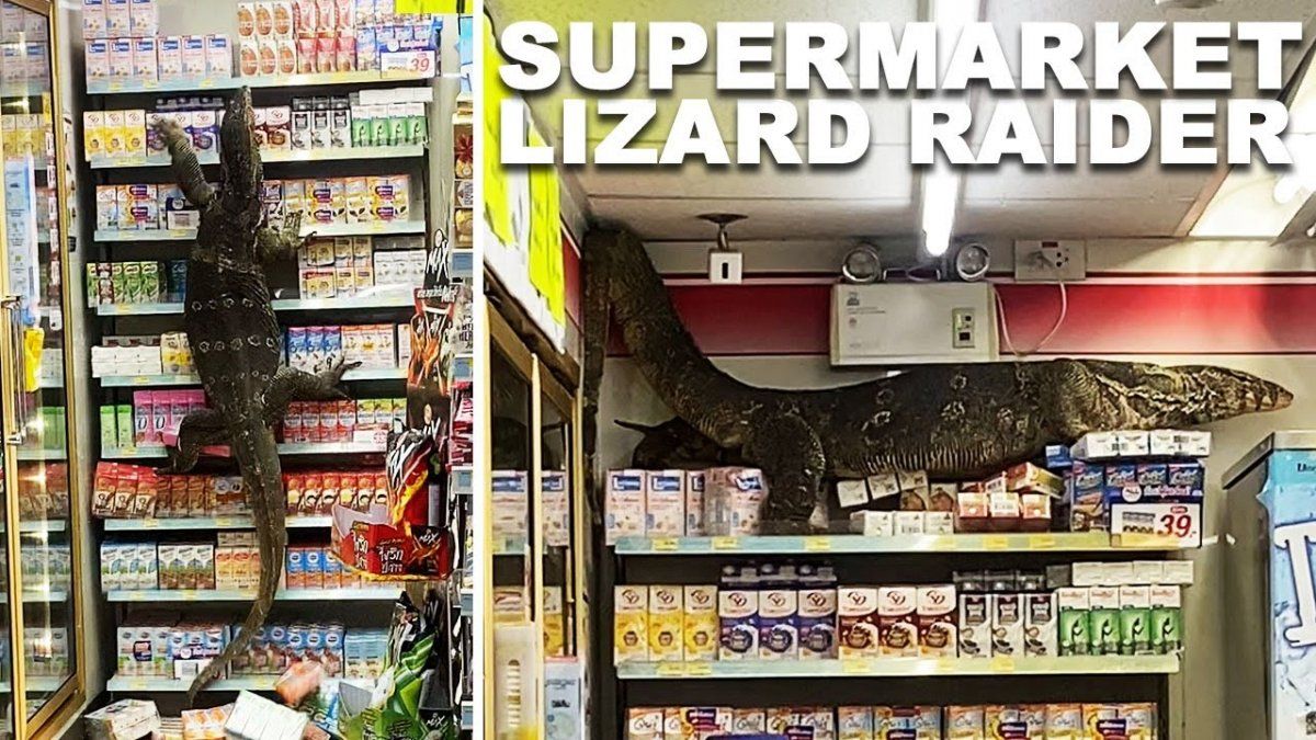 Lagarto revoltoso. Un lagarto se metió en un supermercado y desarmó las góndolas.