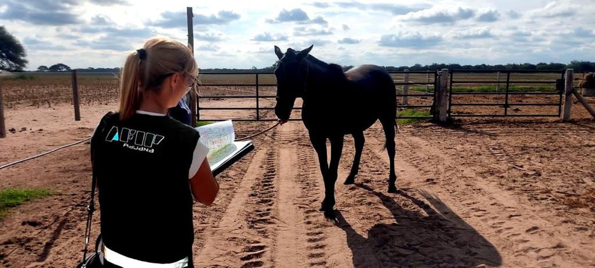 Una empresa pantalla había importado caballos de polo para una competencia, pero se comprobó que el destino final de los animales era otro, según el comunicado de la Aduana. Una empresa pantalla había importado caballos de polo para una competencia, pero se comprobó que el destino final de los animales era otro, según el comunicado de la Aduana.