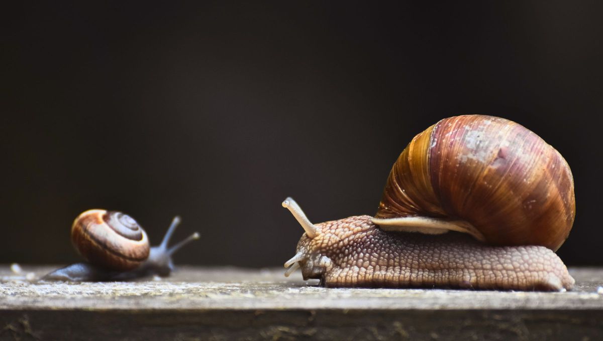 Los caracoles suelen considerarse mensajeros espirituales, s&iacute;mbolo de paciencia, perseverancia y protecci&oacute;n.&nbsp;