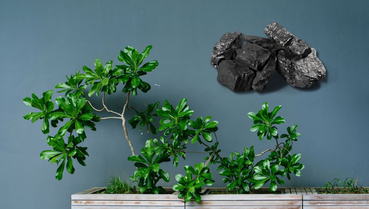 Plantas más lindas y sanas