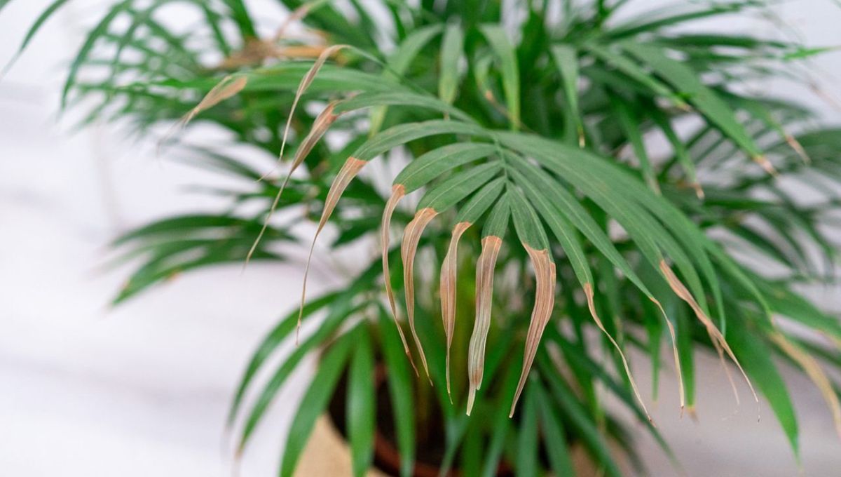 ¿Por qué se secan las puntas de las hojas de las plantas y cómo evitarlo?
