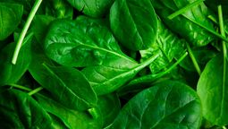 Alimentación saludable: la hoja verde que está llena de colágeno, ayuda a bajar de peso y es muy fácil de cocinar