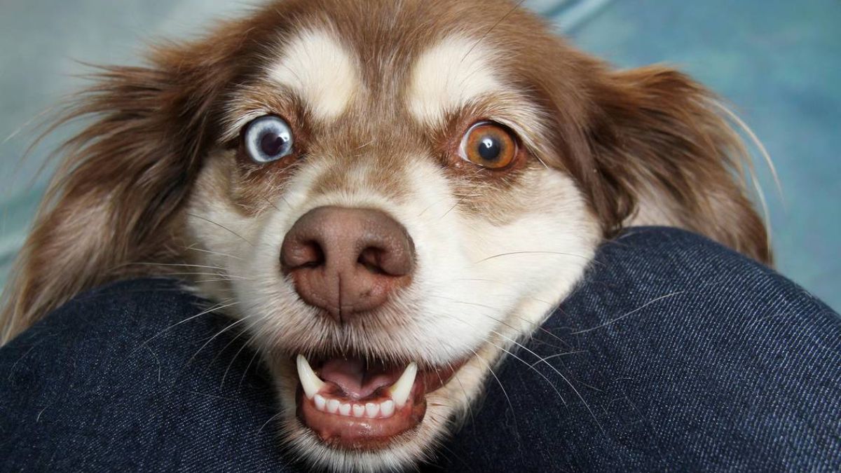 ¿Qué significa que tu perro huela la parte íntima de las personas? Lo hacen para recolectar información. ¿Qué significa que tu perro huela la parte íntima de las personas? Lo hacen para recolectar información.