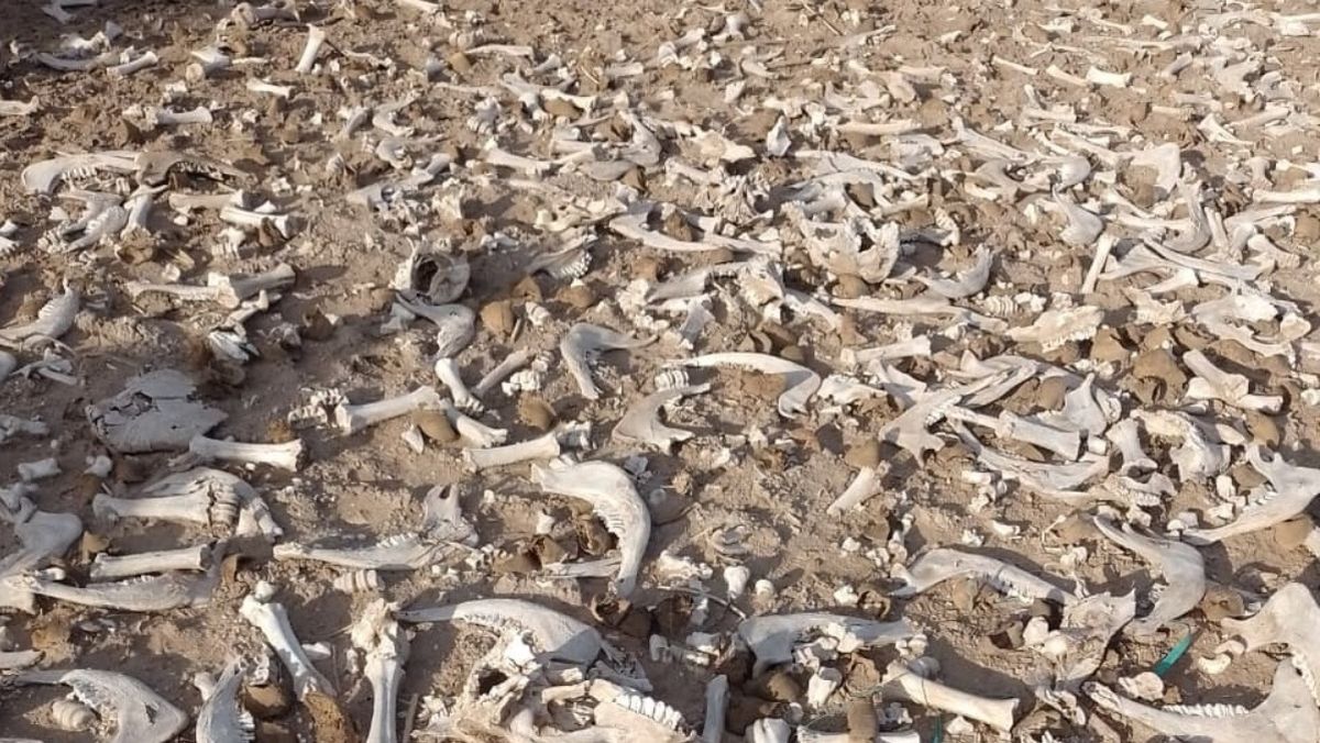 Ilegal. Los restos animales estaban sobre la superficie. Se cree que la carne se vendía fuera de todo control en carnicerías locales. Ilegal. Los restos animales estaban sobre la superficie. Se cree que la carne se vendía fuera de todo control en carnicerías locales.