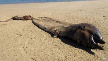 Extraña criatura apareció en la costa de Namibia