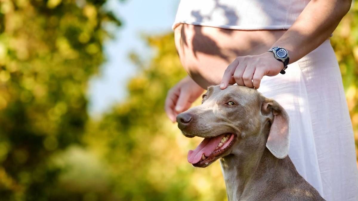 Respira hondo al saber cómo hacen los perros para detectar un embarazo y predecir un parto.