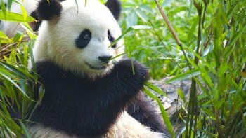 Nació una osa panda en el zoológico de Madrid