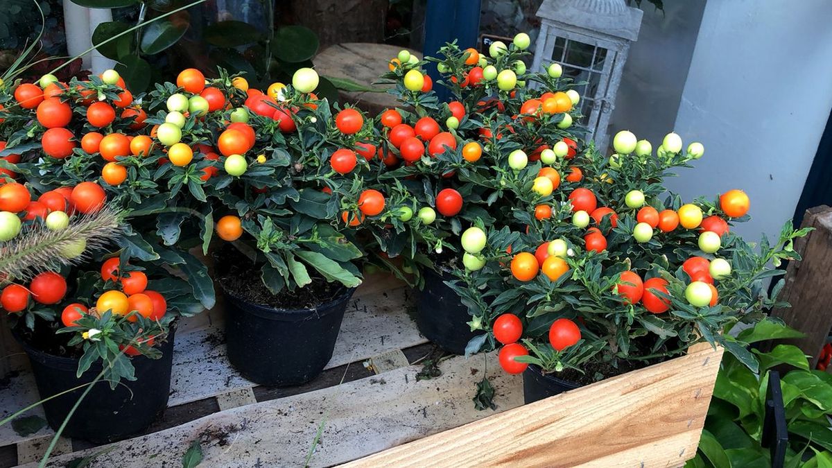 Tomate de Jerusalén. Tomate de Jerusalén.