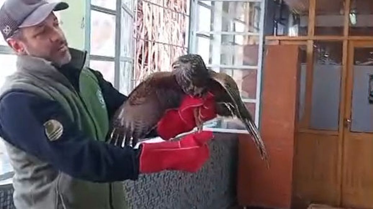 Rescataron un gavilán mixto de una escuela de Ciudad que sorprendió a los alumnos