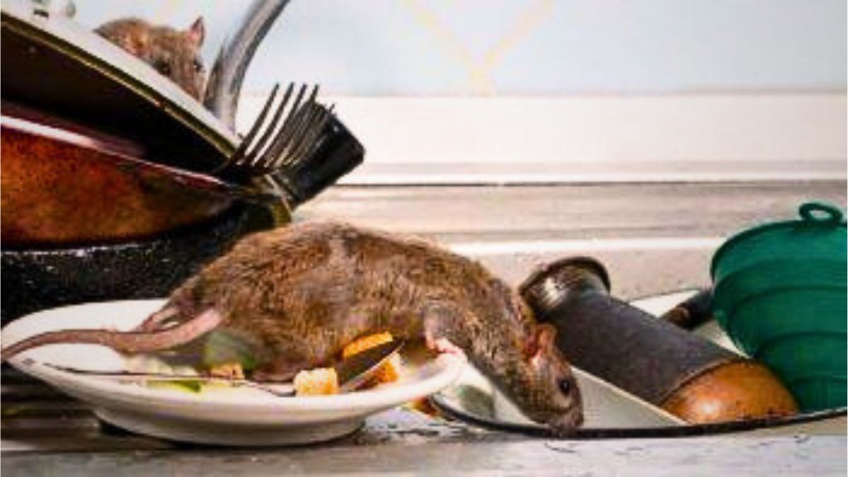 Distintas especies de roedores son portadores del hantavirus. Pieden prevensión.