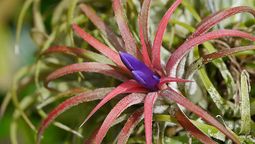 La planta de flores exóticas que crece en cualquier sitio y solo necesita aire. Imagen: Freepik.
