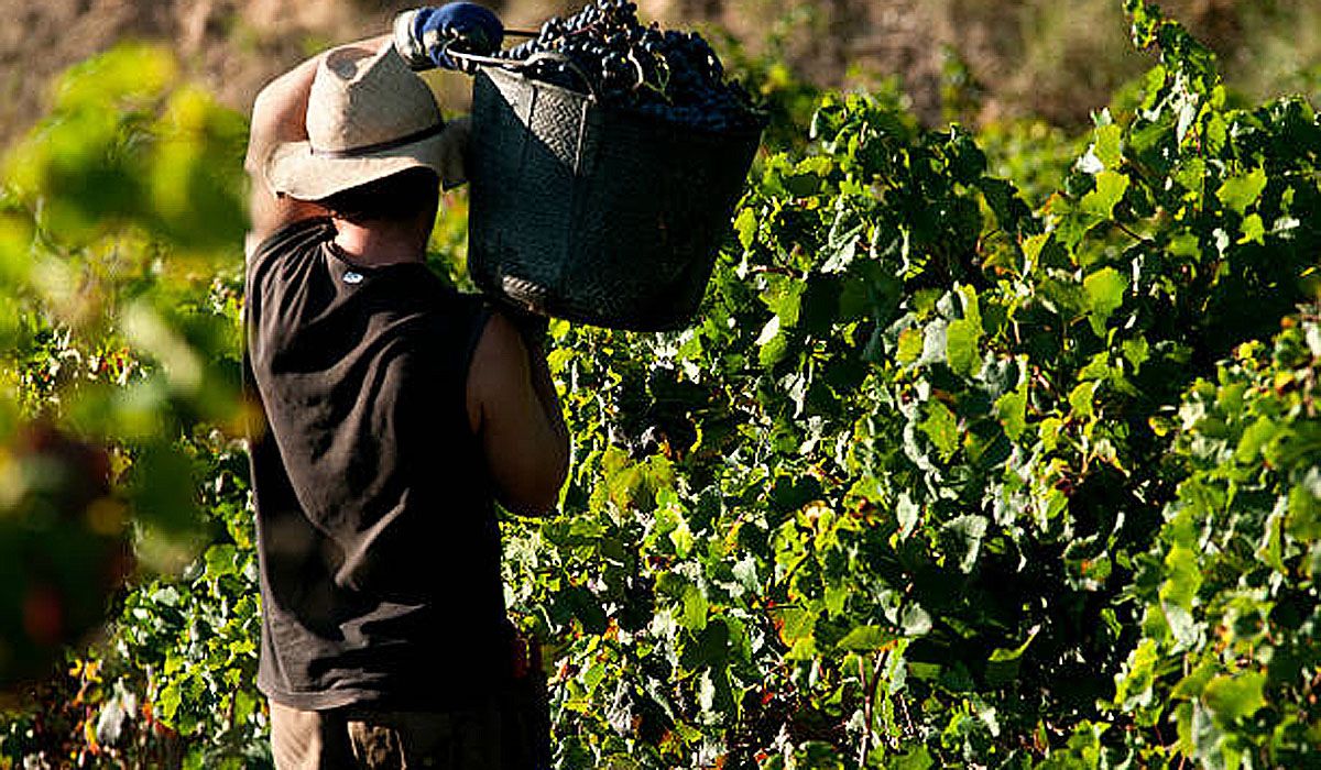 El INV sacó su pronóstico de cosecha 2025 para Mendoza y el resto del país.