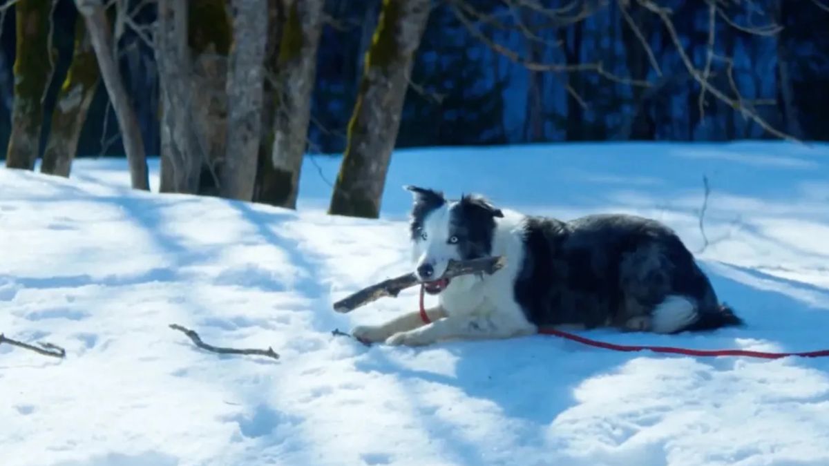 Messi, el perro border collie que cosechó grandes elogios por su actuación en la película "Anatomía de una caída" Messi, el perro border collie que cosechó grandes elogios por su actuación en la película "Anatomía de una caída"