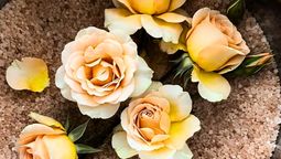 La sal gruesa puede ser beneficiosa para algunas flores, y las rosas del jardín no son la excepción