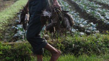 ¡Ratas! De plaga a plato de comida en Vietnam